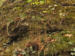 Muhlenbergia tenuiflora