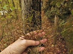 Muhlenbergia tenuiflora