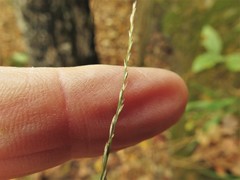 Muhlenbergia tenuiflora