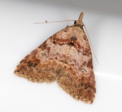 Alapadna pauropis