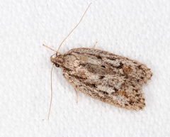 Acantholena siccella