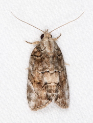 Etanna clopaea
