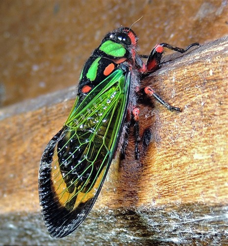 Colourful cicada photo 5