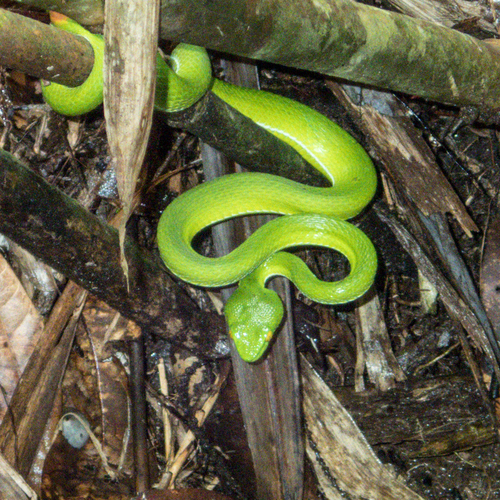 Photo of a Cardamom Mountains Green Pitviper (Trimeresurus cardamomensis)