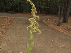 Solidago arguta boottii