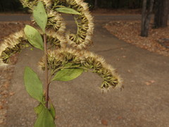 Solidago arguta boottii