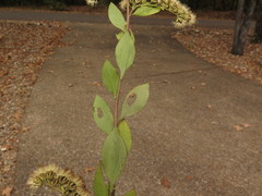 Solidago arguta boottii