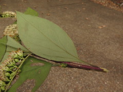 Solidago arguta boottii