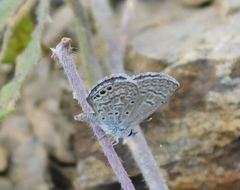 Hemiargus