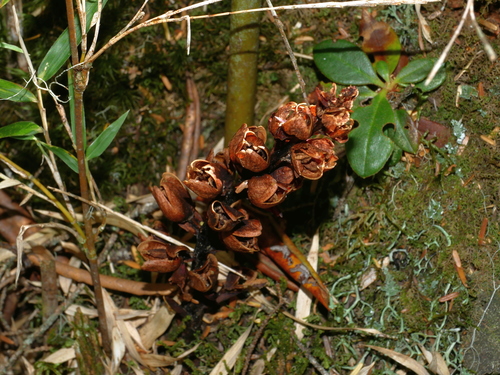 Image of Xylanche himalaica by (c) Jacy Chen, some rights reserved (CC BY)