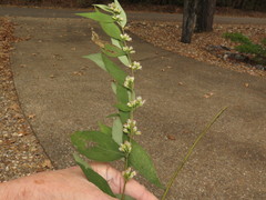 Solidago buckleyi