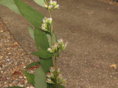 Solidago buckleyi