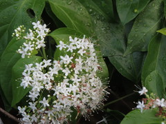 Glossocarya hemiderma