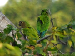 Eupsittula pertinax