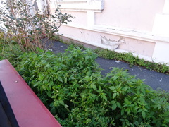 Bidens frondosa