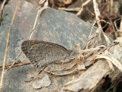 Ypthima asterope mahratta