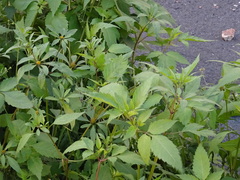 Bidens frondosa