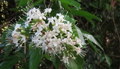 Glossocarya hemiderma