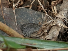 Ypthima asterope mahratta