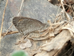 Ypthima asterope mahratta