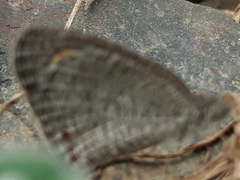 Ypthima asterope mahratta