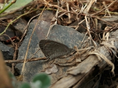 Ypthima asterope mahratta