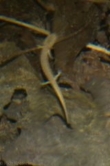 Eurycea troglodytes