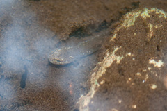 Eurycea troglodytes