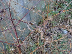 Bidens frondosa