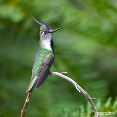 Stephanoxis loddigesii