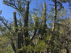 Pachycereus