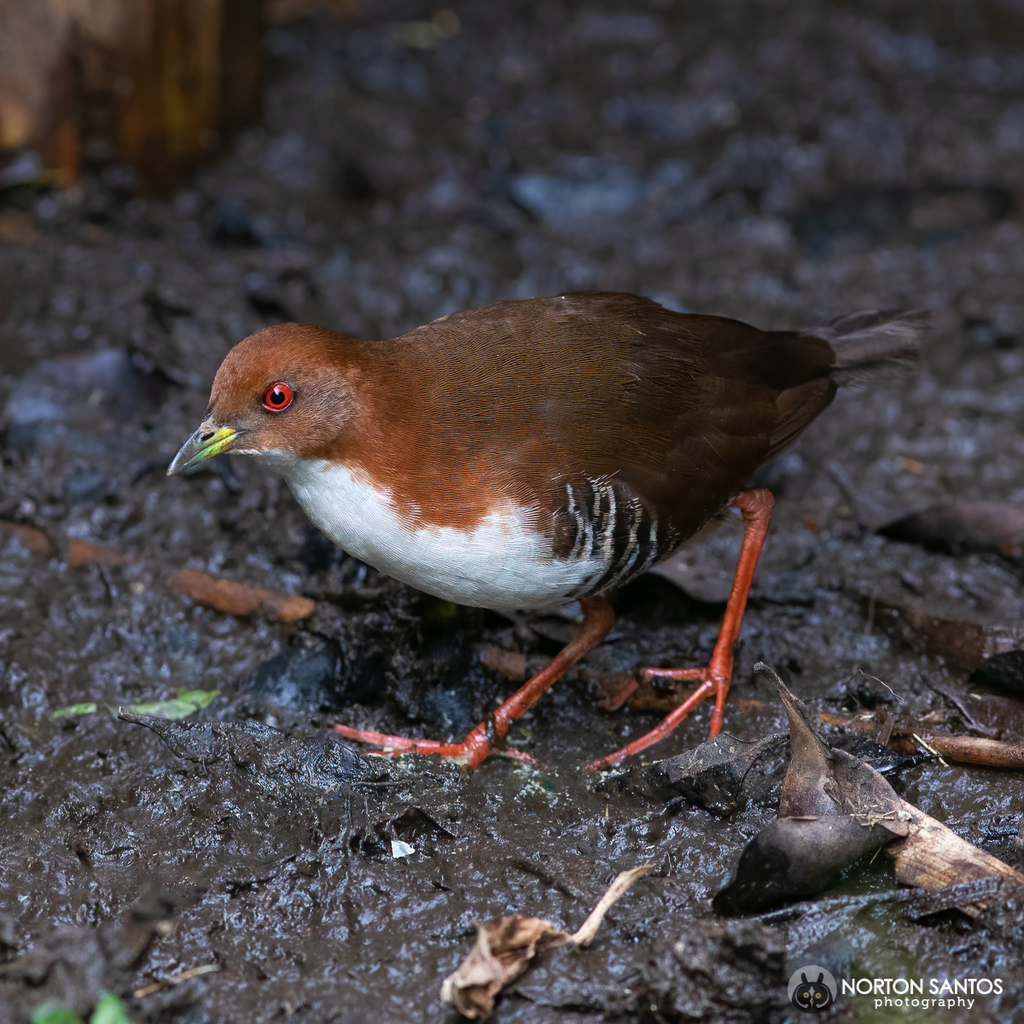 Red-and-white Crake photo