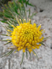 Leucospermum tomentosum