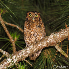 Megascops sanctaecatarinae