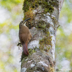 Xiphocolaptes albicollis