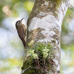 Dendrocolaptes platyrostris