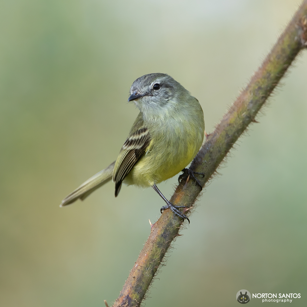 Planalto Tyrannulet photo