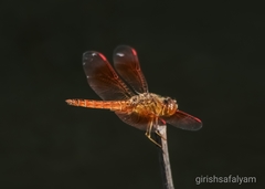 Brachythemis contaminata