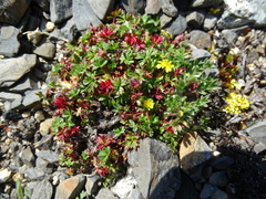 Potentilla elegans
