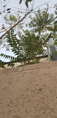 Ailanthus altissima