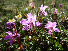 Rhododendron redowskianum