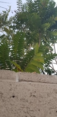 Ailanthus altissima