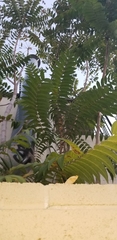 Ailanthus altissima