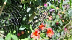 Argiope trifasciata