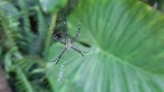 Argiope trifasciata