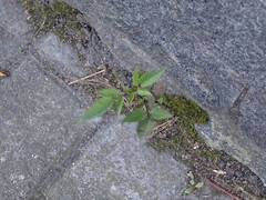 Bidens frondosa