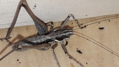 Pterolepis spoliata