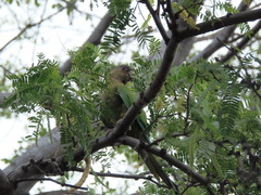 Eupsittula pertinax