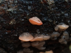 Ditangium cerasi