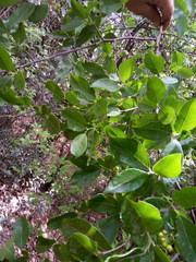 Xylosma pubescens